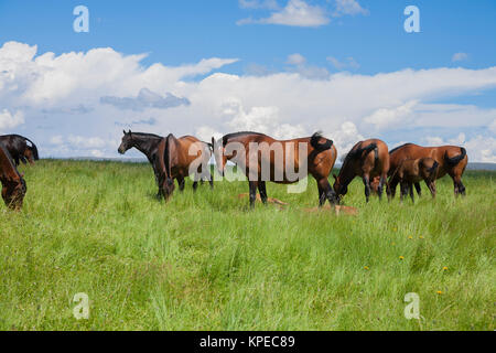 Groupe de chevaux dans les prairies de pâturage Banque D'Images