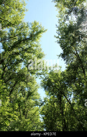 Couvert des arbres Banque D'Images