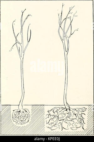 'Révisé, illustré et descriptif du catalogue arbres arbustes fruitiers et ornementaux, les roses, les bulbes, les plantes à bulbe, de raisins, de petits fruits, etc." (1916)