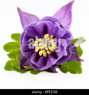 Seule fleur violette de Aquilegia vulgaris isolé sur fond blanc Banque D'Images