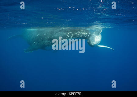 Rorqual à bosse, Megaptera novaeangliae, mollet se frotte contre l'espièglerie mother's tribune, Vava'u, Royaume des Tonga, Pacifique Sud Banque D'Images