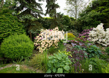 Beau jardin de printemps design avec rhododendron Banque D'Images