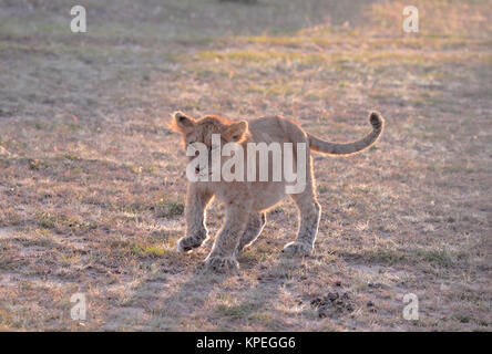 La faune de Maasai Mara, Kenya. Petit lion cub tous seul dans la prairie. Banque D'Images