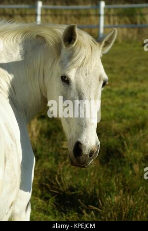 Cheval Schoenes sur un enclos en été Banque D'Images