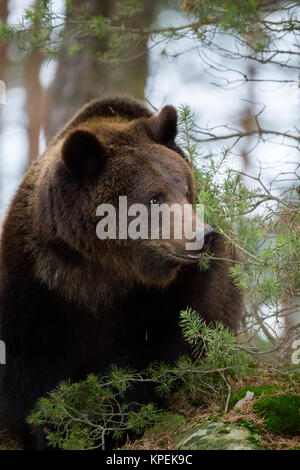 Ours brun (Ursus arctos) dans la forêt d'hiver Banque D'Images