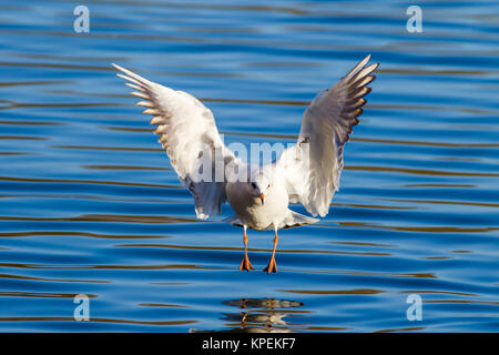 Mouette rieuse (Chroicocephalus ridibundus) Banque D'Images