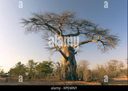 Baobab en 'lower zambezi national park',Zimbabwe Banque D'Images