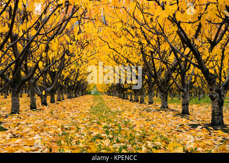 Cherry Orchard organique avec les couleurs de l'automne pendant la saison d'automne dans la vallée de l'Okanagan, Colombie-Britannique, Canada. Banque D'Images