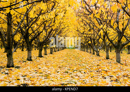 Cherry Orchard organique avec les couleurs de l'automne pendant la saison d'automne dans la vallée de l'Okanagan, Colombie-Britannique, Canada. Banque D'Images