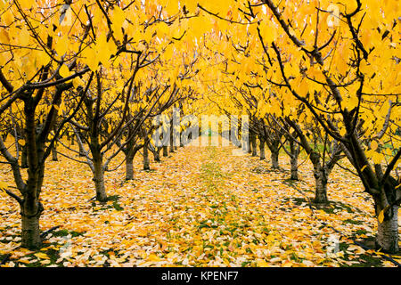 Cherry Orchard organique avec les couleurs de l'automne pendant la saison d'automne dans la vallée de l'Okanagan, Colombie-Britannique, Canada. Banque D'Images