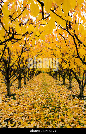 Cherry Orchard organique avec les couleurs de l'automne pendant la saison d'automne dans la vallée de l'Okanagan, Colombie-Britannique, Canada. Banque D'Images