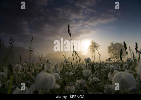 Pusteblumen im Frühjahr,unfd Farben Formen im Gegenlicht,Muster und Schatten auf dem Blatt, Gegenlichtreflexe Banque D'Images