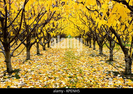 Cherry Orchard organique avec les couleurs de l'automne pendant la saison d'automne dans la vallée de l'Okanagan, Colombie-Britannique, Canada. Banque D'Images