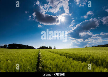 Felder und Weisen im Licht und Schatten mit Wolken,Sonnenstrahlen,Wolken über Landschaft Banque D'Images