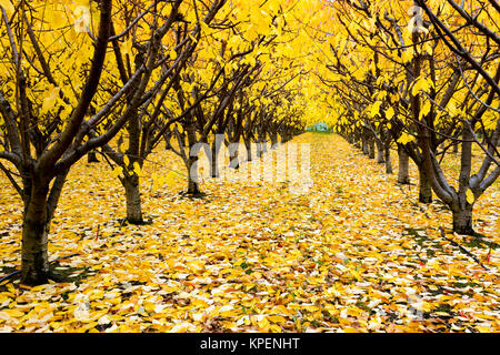 Cherry Orchard organique avec les couleurs de l'automne pendant la saison d'automne dans la vallée de l'Okanagan, Colombie-Britannique, Canada. Banque D'Images