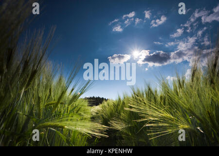 Felder und Weisen im Licht und Schatten mit Wolken,Sonnenstrahlen,Wolken über Landschaft Banque D'Images