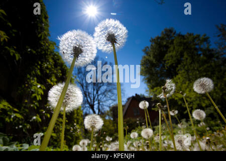 Pusteblumen im Frühjahr,unfd Farben Formen im Gegenlicht,Muster und Schatten auf dem Blatt, Gegenlichtreflexe Banque D'Images