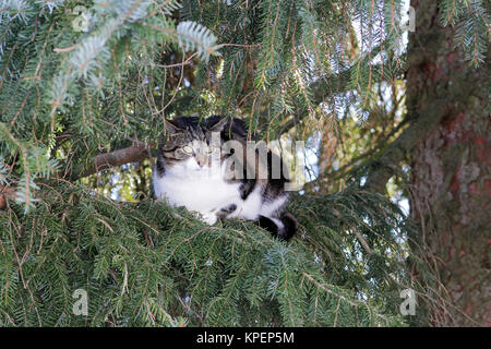 Un petit chat est assis sur une branche en hauteur dans l'arbre Banque D'Images