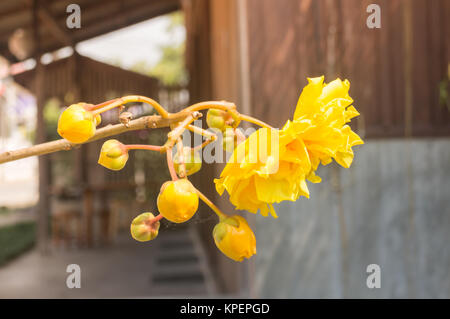 Le coton de soie jaune avec filtre vintage Banque D'Images