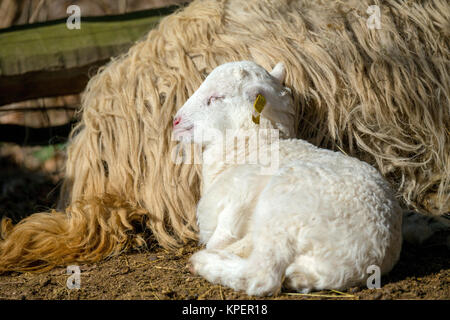 Les brebis avec agneau sur rural farm Banque D'Images