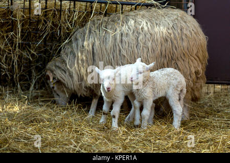 Les brebis avec agneau sur rural farm Banque D'Images