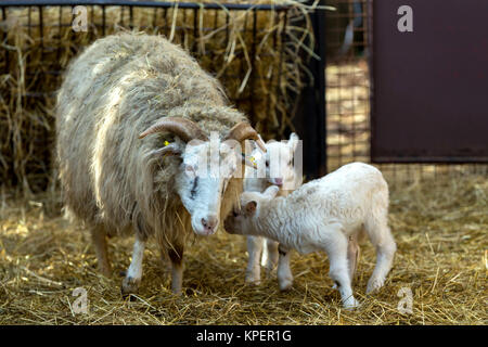 Les brebis avec agneau sur rural farm Banque D'Images