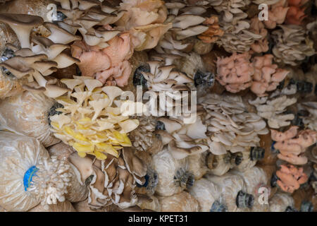 La culture de champignons d'huîtres Banque D'Images