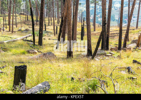 Arbres brûlés dans le Wyoming Banque D'Images