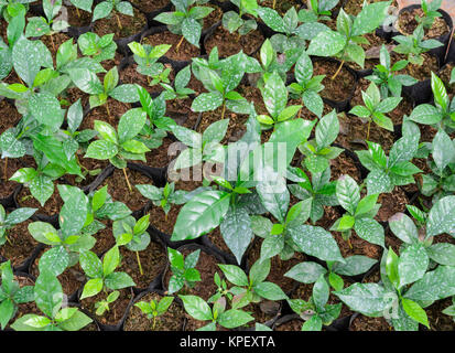 Dans une pépinière de plantes de café Banque D'Images