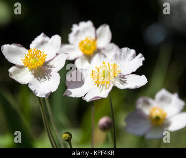 Quelques fleurs du jardin japonais de l'anémone Banque D'Images