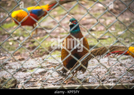 High Angle View of Golden Pheasant en cage au zoo. Banque D'Images