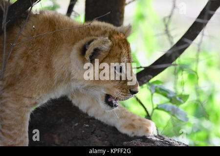 Visite de la faune dans l'une des destinations de la faune premier sur earht -- Le Serengeti, Tanzanie. Lion cub en arbre. Banque D'Images