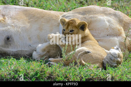 Visite de la faune dans l'une des destinations de la faune premier sur earht -- Le Serengeti, Tanzanie. lionne avec petit cub de câlins. Banque D'Images