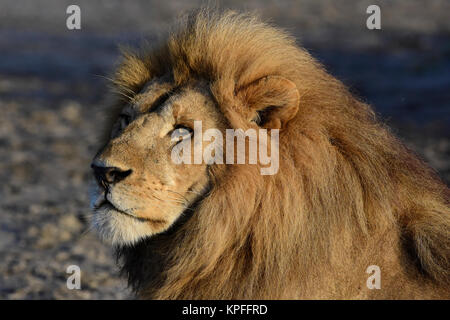 Visite de la faune dans l'une des destinations de la faune premier sur earht -- Le Serengeti, Tanzanie. La crinière d'un lion énorme portrait. Banque D'Images
