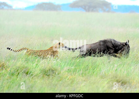 Visite de la faune dans l'une des destinations de la faune premier sur earht -- Le Serengeti, Tanzanie. Le guépard chasse des gnous dans l'herbe haute. Banque D'Images