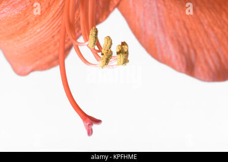 Libre des grains de pollen sur les étamines d'une amaryllis Banque D'Images