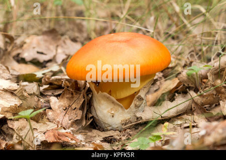Les jeunes Champignons de César en forêt d'automne Banque D'Images