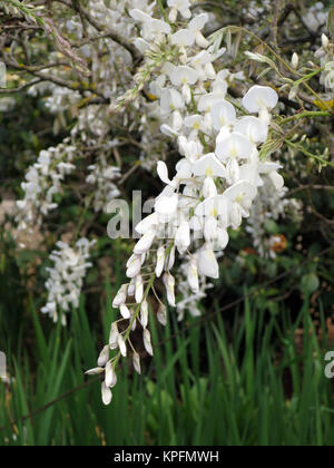 Chinesische glycine (Wisteria sinensis alba), Funchal, Madeira, Portugal Banque D'Images