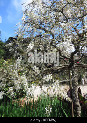 Chinesische glycine (Wisteria sinensis alba), Funchal, Madeira, Portugal Banque D'Images