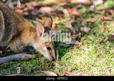 En australie natuarl park close up du kangourou près de Bush Banque D'Images