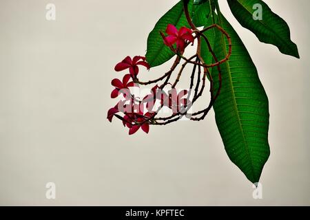 Une belle gerbe de fleurs de plumeria ou frangipanier rose avec des feuilles d'un vert tourné contre un mur blanc Banque D'Images