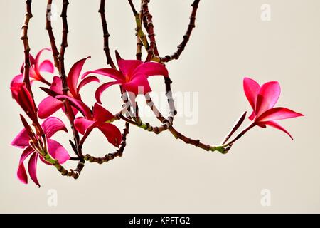 Une belle gerbe de fleurs de plumeria ou frangipanier rose tourné contre un mur blanc Banque D'Images