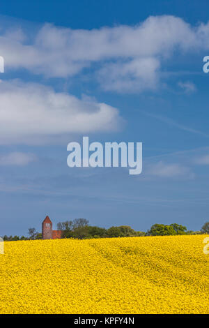 Le Danemark, Mon, Magleby, église du village et champ de colza, printemps, aube Banque D'Images