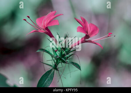 Close up of wild fleurs rouges. Banque D'Images