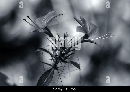 Close up of wild fleurs rouges. Banque D'Images