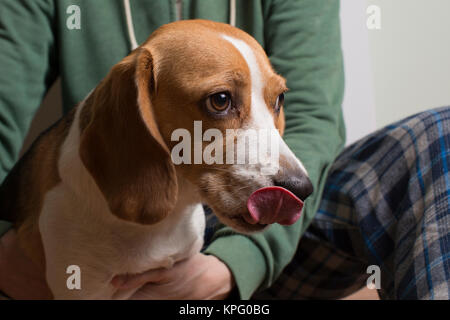 Beagle jeunes assis avec le propriétaire et lickens. Banque D'Images
