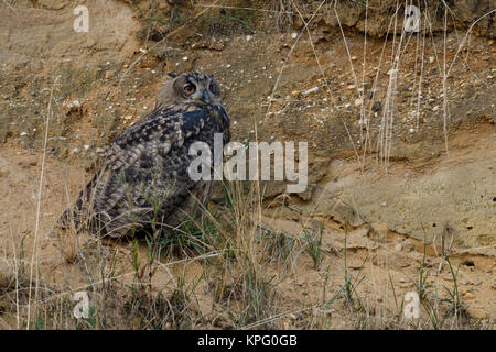 Grand / Owl Bubo bubo Europaeischer Uhu ( ), jeune oiseau, perché sur la pente d'une gravière, regarder, de la faune, de l'Europe. Banque D'Images