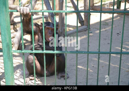 Les singes jouant sur une cage au zoo. In la cage. Banque D'Images