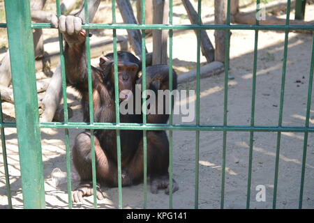 Les singes jouant sur une cage au zoo. In la cage. Banque D'Images