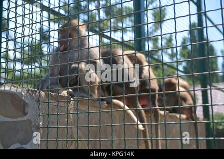 Les singes jouant sur une cage au zoo. In la cage. Banque D'Images